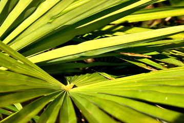 Green extravaganza