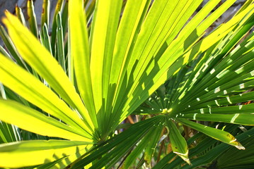 Green extravaganza