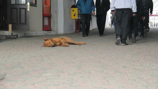 Dog laying on sidewalk in busy city, crowd of people around