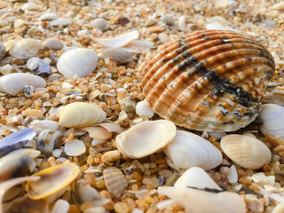 Abstract natural sandy beach closeup, seacoast background. Space surface for text