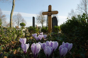 krokusse auf einem grab