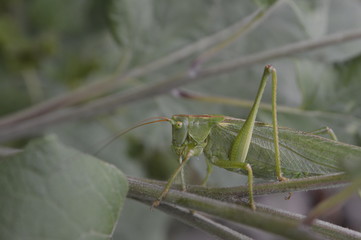 Grashüpfer