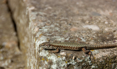 Lizard standing on the rock