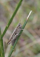 Grashüpfer