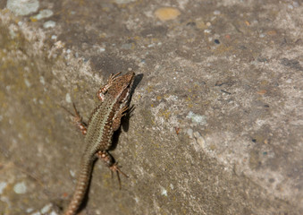 Lizard standing on the rock