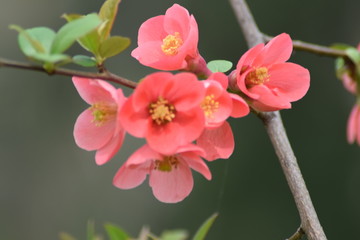 Obraz premium Beautiful Japanese quince blossom