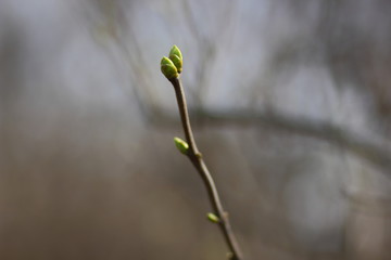 Spring flowers in the garden