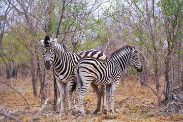 Zebras in Afrika, Krüger Nationalpark