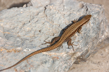 Lizard standing on the rock