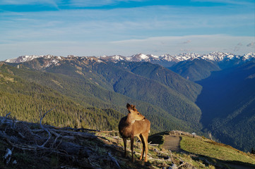 Reh im Olympic Nationalpark