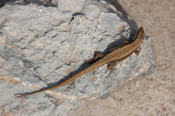 Lizard standing on the rock