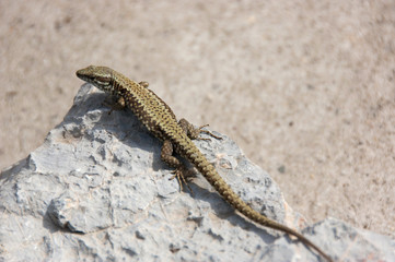 Lizard standing on the rock