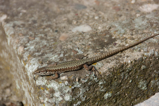 Lizard standing on the rock