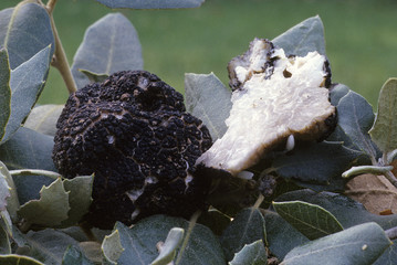 Tuber brumale / Truffe d'hiver