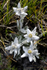 Leontopodium alpinum / Edelweiss