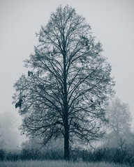 Tree in the fog