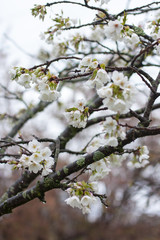 Fototapeta premium Цветущая яблоня