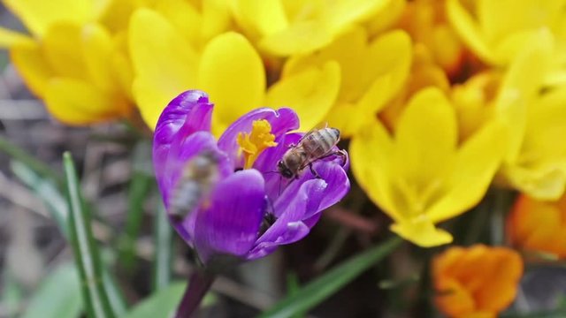 Bee collects nectar and flies. Violet blooming crocuses in light breeze. Sunny day.