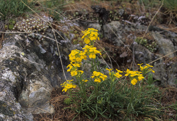 Erysimum helveticum / Giroflée de Suisse