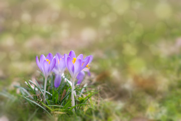 Obraz premium Spring flowering. Purple crocus flowers in the park. Slovakia