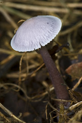 Mycena pura / Mycène pur