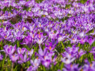 Crocuses blooming