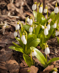 Obraz premium Blooming snowdrops (Galanthus woronowii) at spring on the ground of a forest. Selective focus.