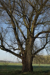 Einzener Baum am Niersufer