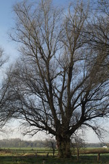 Fototapeta na wymiar Einzener Baum am Niersufer