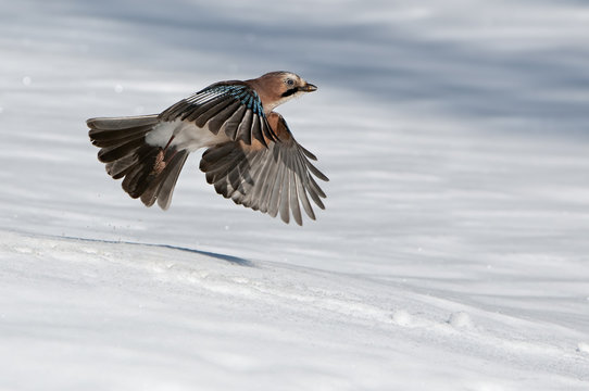 Eurasian jay flying over snowy landscape