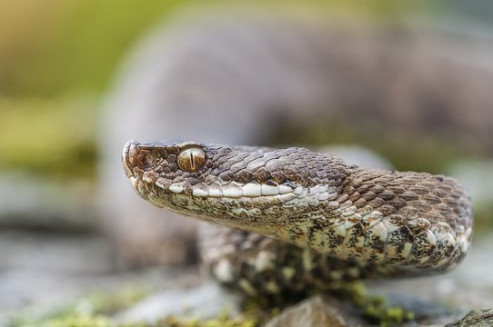Close up of viper snake