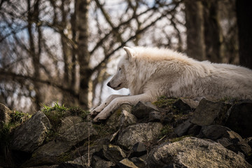 Fototapeta premium Tundra Wolf 