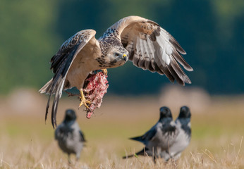 Common Buzzard in the sun flies