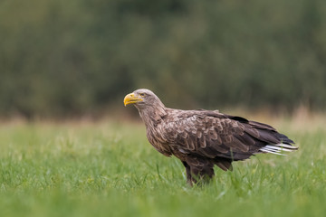 Fototapeta premium White-tailed Eagle/on the meadow