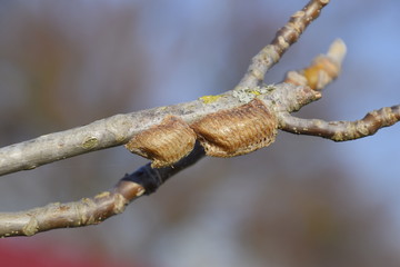 Ootheca mantis on the branches of a tree. The eggs of the insect laid in the cocoon for the winter are laid