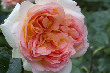 Rosa x / Rose 'Abraham Darby'