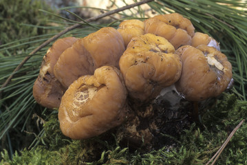 Clavariadelphus truncatus / Clavaire tronquée