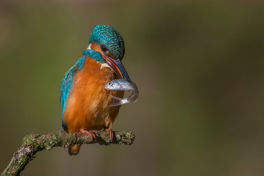 Kingfisher perching on branch with fish in mouth