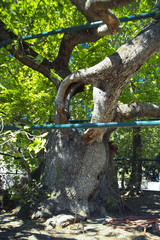 Platane d'Hippocrate / Platane d'Orient / 2000 ans