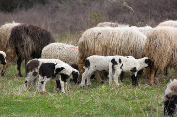 Sheep and lambs on pasture