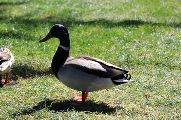 Two duck
