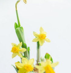 Spring easter background with yellow daffodils bouquet in pot on on white background. Flowers cleaning concept.