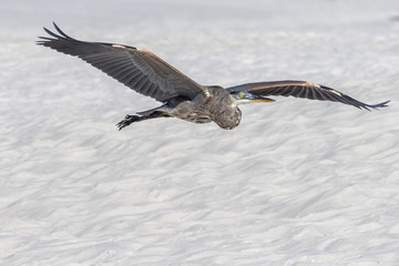 Great Blue Heron flying above the sand