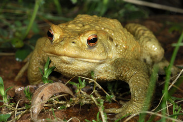 Bufo bufo / Crapaud commun