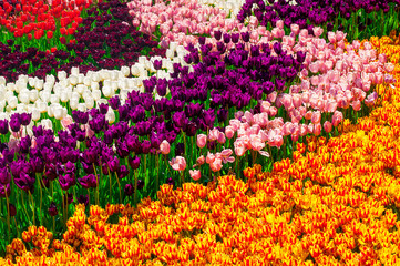 colorful field of tulips in spring
