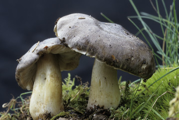 Tricholoma portentosum / Tricholome prétentieux