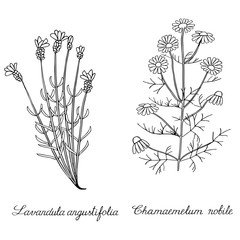 Lavender spicate chamomile wild hand drawn - 141787611