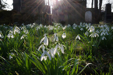 schneeglöckchen auf einem alten friedhof