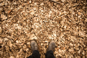 Walking On Autumn Leaves