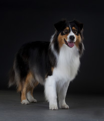 Australian Sheepdog in studio